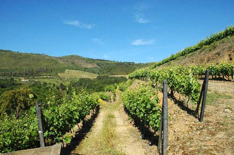 杜羅河產區（Douro）