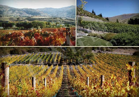 圣朱利安產區（Saint-Julien）