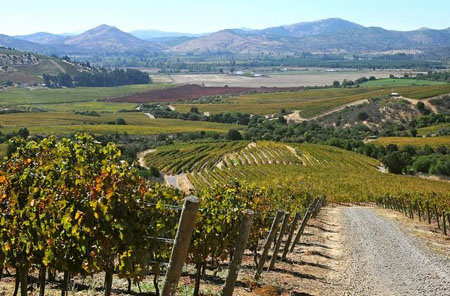 智利大品牌葡萄酒廠商需要創新