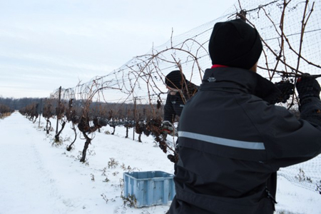 加拿大迎來(lái)冰酒豐收年而德國(guó)冰酒遭遇減產(chǎn)