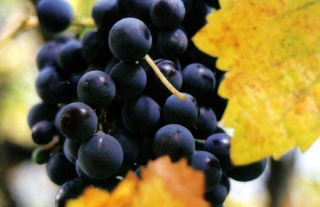 意大利八大著名釀酒葡萄品種