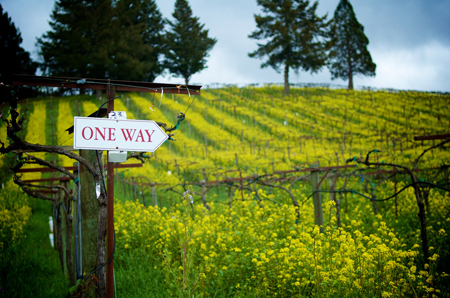 美國加州長相思葡萄酒產區