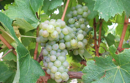 阿內斯（Arneis）