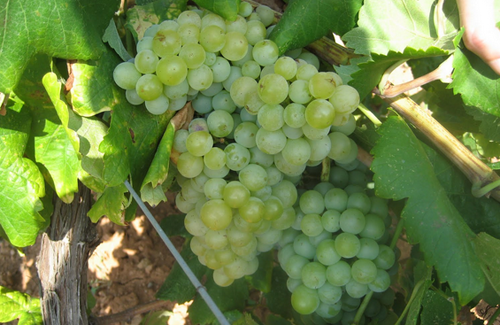 帕雷亞達（Parellada）