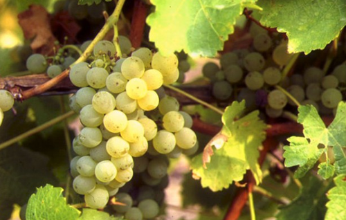 白詩南（Chenin Blanc）