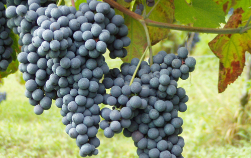 內比奧羅（Nebbiolo）葡萄