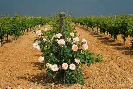 氣候變化導致葡萄收獲明顯提前