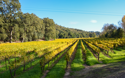 門多西諾縣（Mendocino County）葡萄酒產(chǎn)區(qū)