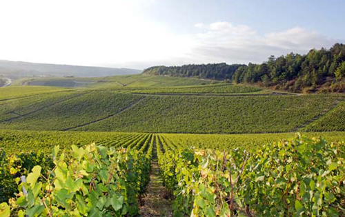 葡萄酒產區