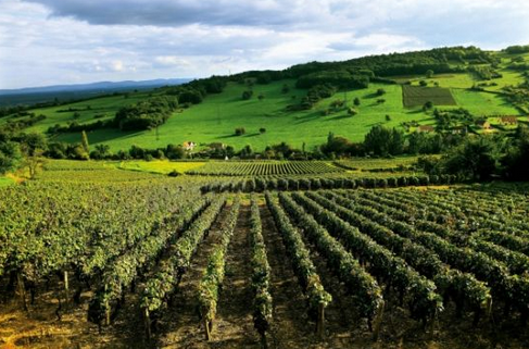 馬貢產區（Maconnais）