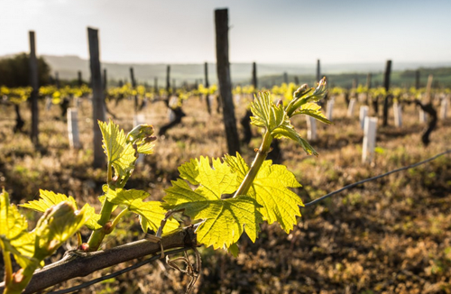 格拉夫產區（Graves）
