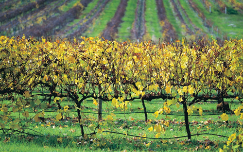 瑪格利特河（Margaret River）