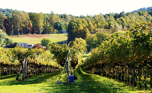 弗吉尼亞產區（Virginia）