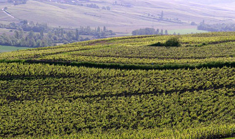 香檳果酒獲得國家地理保護(hù)標(biāo)識(shí)