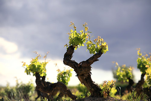 里奧哈即將出臺酒標(biāo)新規(guī)：允許酒標(biāo)上標(biāo)注村名