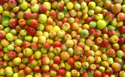 蘋果酒銷量的增長對葡萄酒構成“真正的威脅”