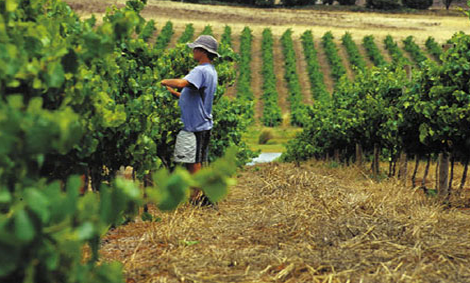 加州葡萄園應立即對非法勞工采取措施