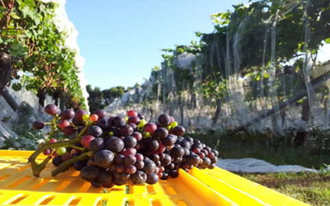 2015年全球葡萄酒總產(chǎn)量增長(zhǎng)2%