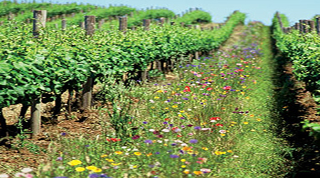有機葡萄酒商需要與消費者更好的溝通