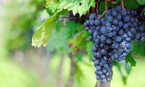 莫納斯特雷爾（Monastrell）