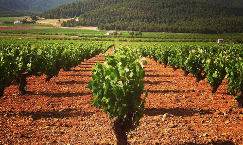 5個具有潛力的低價位葡萄酒產區