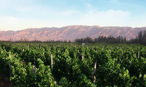 寧夏葡萄酒產區