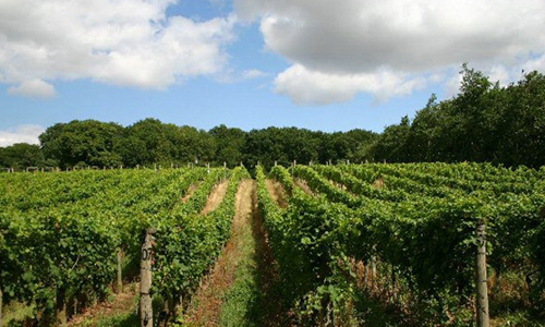 2015年英國葡萄酒產量減少