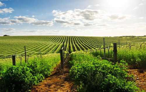 美國中央山谷（Central Valley）