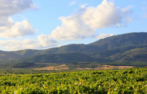 莫萊谷產(chǎn)區(qū)（Maule Valley）