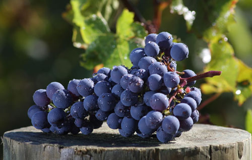 卡本內（Cabernet）