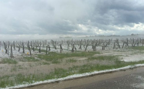 勃艮第多個產區葡萄園再遭冰雹侵襲