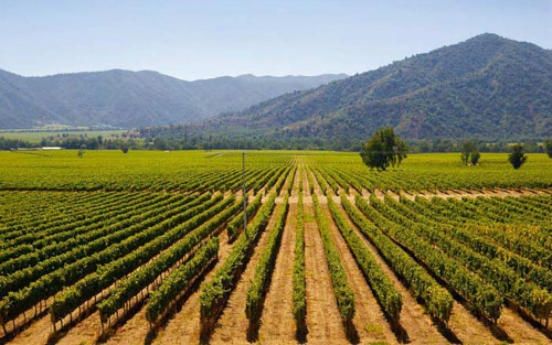 利馬里谷產區（Limari Valley)