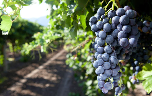 黑珍珠（Nero d’Avola）葡萄品種