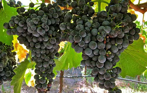 藍佛朗克（Blaufrankisch）