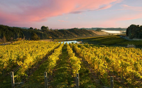 2016年新西蘭葡萄產(chǎn)量較去年增長(zhǎng)34%