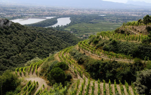 羅第丘產區（Cote Rotie）