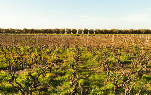 普利亞產區（Puglia）