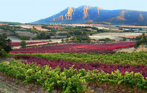 納瓦拉產區（Navarra）