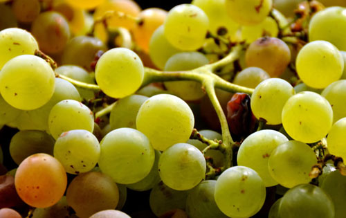 皮加圖（Pigato）