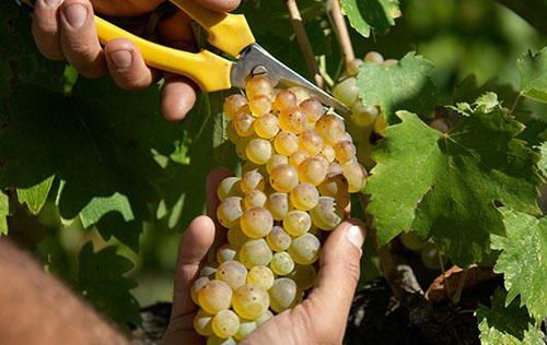 維娜恰（Vernaccia）