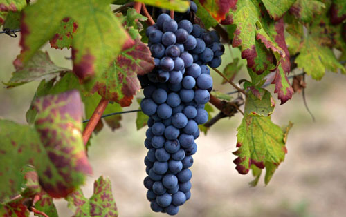 維斯琳娜（Vespolina）