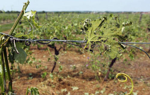法國干邑地區的葡萄園遭到強冰雹襲擊