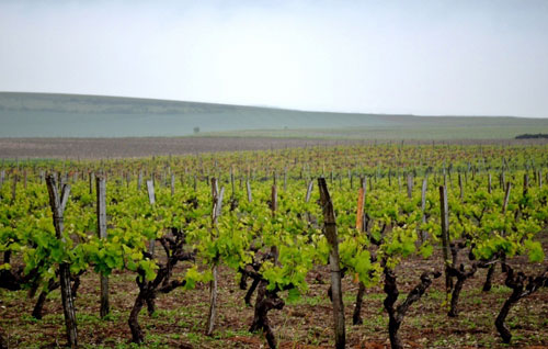 干邑產區（Cognac）