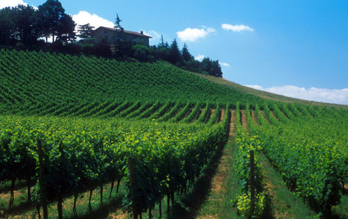 弗朗齊亞柯達(dá)（Franciacorta）