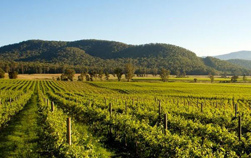 國王谷產(chǎn)區(qū)（King Valley）