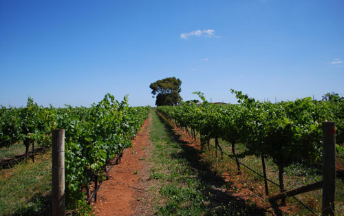 庫納瓦拉產區（Coonawarra）