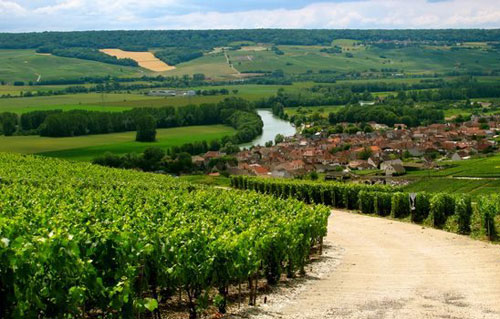 香檳產區葡萄園