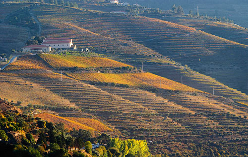 2016年葡萄牙葡萄酒總產(chǎn)量預(yù)計(jì)減少20%