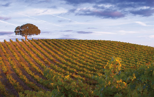 圣安東尼奧產區（San Antonio）