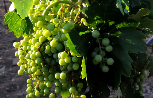 瑪娃（Malvar）葡萄